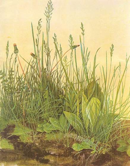 "La grande zolla d'erba" acquerello di Drer (1503)