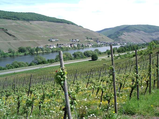 La viticoltura sul fiume Mosella